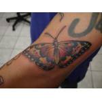 butterfly_arm_steven_07.jpg