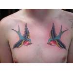 swallows_chest_frith1.jpg